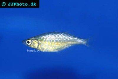 Wanam rainbowfish - Glossolepis wanamensis
