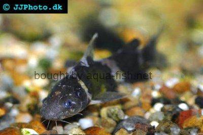 Pseudomystus siamensis