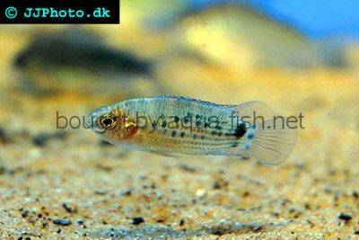 Burmese badis - Badis ruber