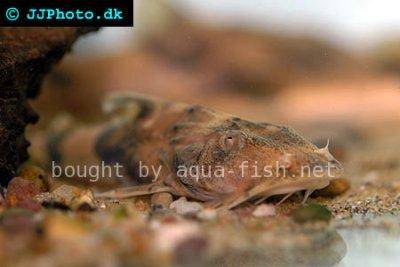 Bagarius suchus
