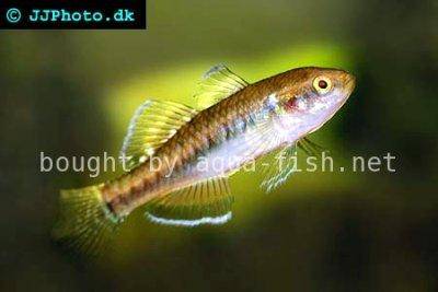 Býčko cisársky - Hypseleotris compressa