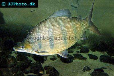Distichodus lusosso