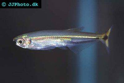 Piabucus dentatus
