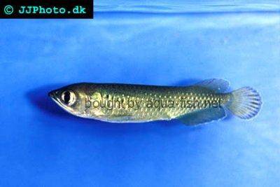 Baramundi austrálsky - Scleropages leichardti