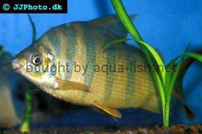 Patetra šesťpruhá - Distichodus sexfasciatus
