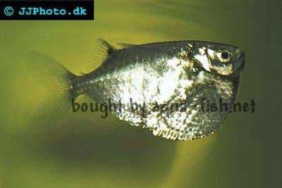 Sekernatka dlhoplutvá - Thoracocharax stellatus