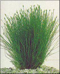 Eleocharis acicularis