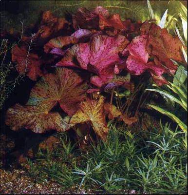 Nymphaea maculata