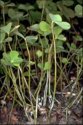 Marsilea quadrifolia