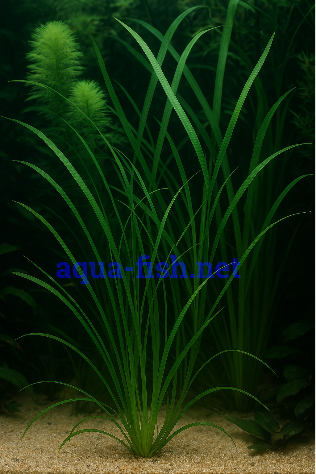 Cyperus helferi