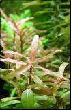 Nesaea crassicaulis