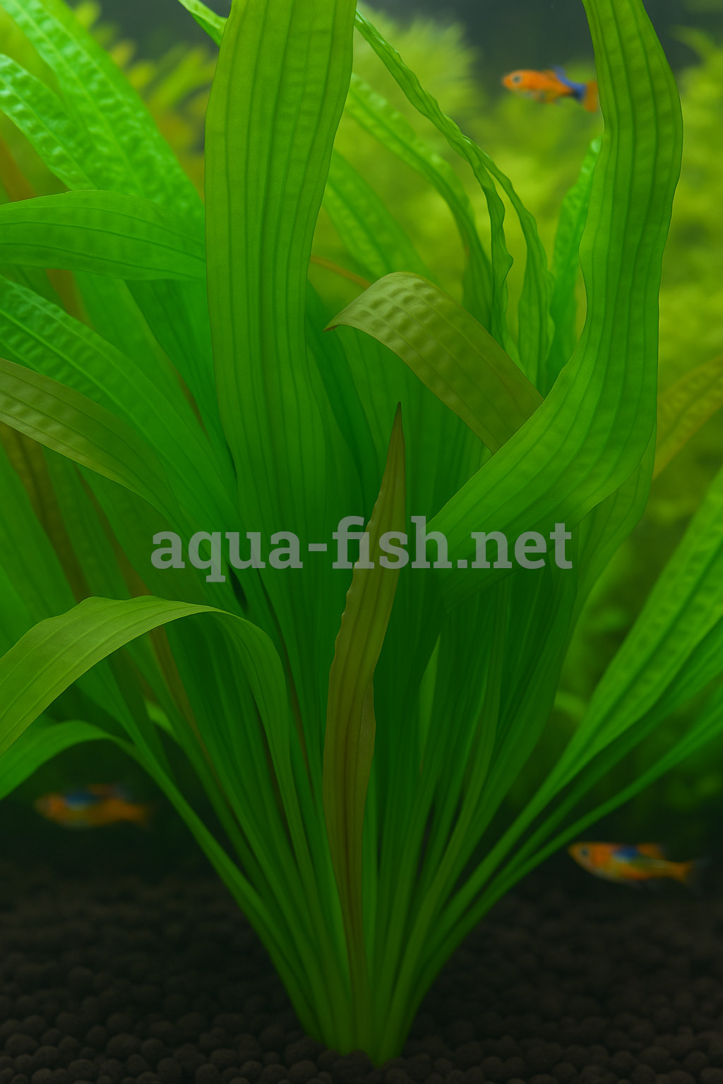 Aponogeton bovianus
