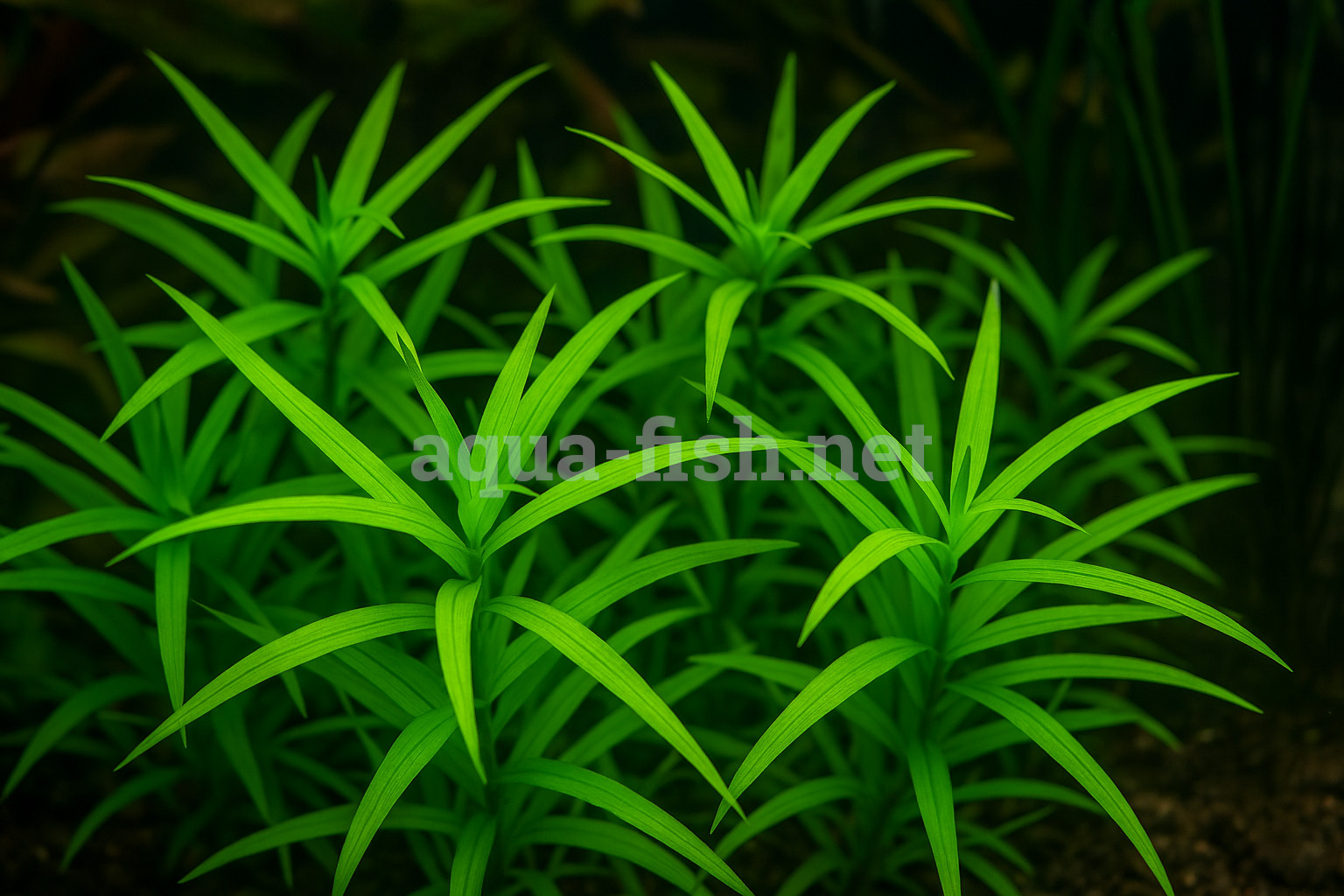 Heteranthera zosterifolia Heteranthera zosterifolia