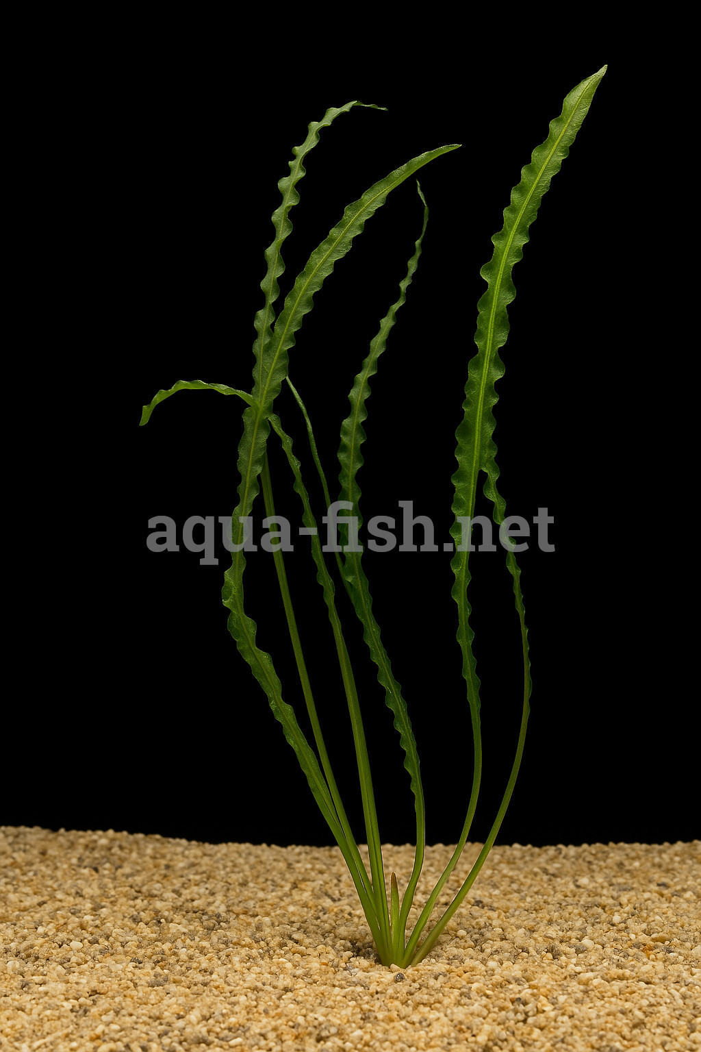 Aponogeton longiplumulosus Aponogeton longiplumulosus