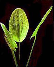 Echinodorus grandiflorus Echinodorus grandiflorus