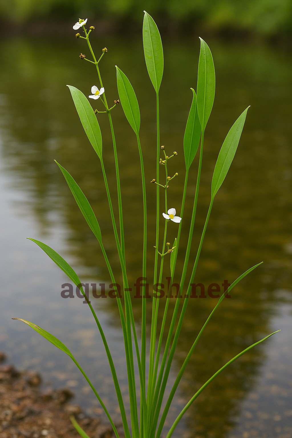 Sagittaria graminea Sagittaria graminea