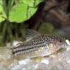 Pancierniček drobný - Corydoras nanus