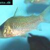 Corydoras spilurus