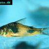 Corydoras ehrhardti