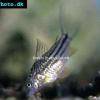 Corydoras bilineatus