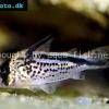 Pancierniček krivopásy - Corydoras loxozonus