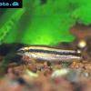 Mrenka priečnopruhá - Yasuhikotakia nigrolineata