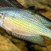 Melanotaenia splendida tatei