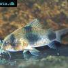 Pancierniček weitzmanov - Corydoras weitzmani