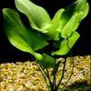Echinodorus macrophyllus