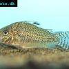 Corydoras leopardus