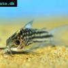 Pancierniček napoensis - Corydoras napoensis