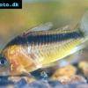 Pancierniček tmavý - Corydoras rabauti