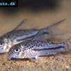 Corydoras bondi