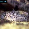 Corydoras copei