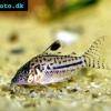 Corydoras gomezi