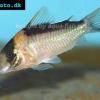 Corydoras imitator