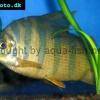 Patetra šesťpruhá - Distichodus sexfasciatus