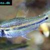 Neolebias unifasciatus