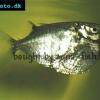 Sekernatka dlhoplutvá - Thoracocharax stellatus
