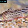 Corydoras robinae