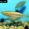 Melanotaenia gracilis