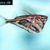 Sekernatka mramorovaná - Carnegiella strigata