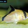 Pancierniček kolumbijský - Corydoras metae