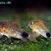 Corydoras caudimaculatus