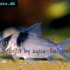 Pancierniček dvojpruhý - Corydoras virginiae