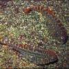 Pseudogastromyzon cheni