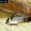 Pancierníček agassizov - Corydoras agassizii