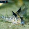 Corydoras brevirostris