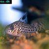 Pancierníček juruánsky - Corydoras acrensis