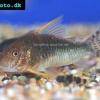 Corydoras seussi